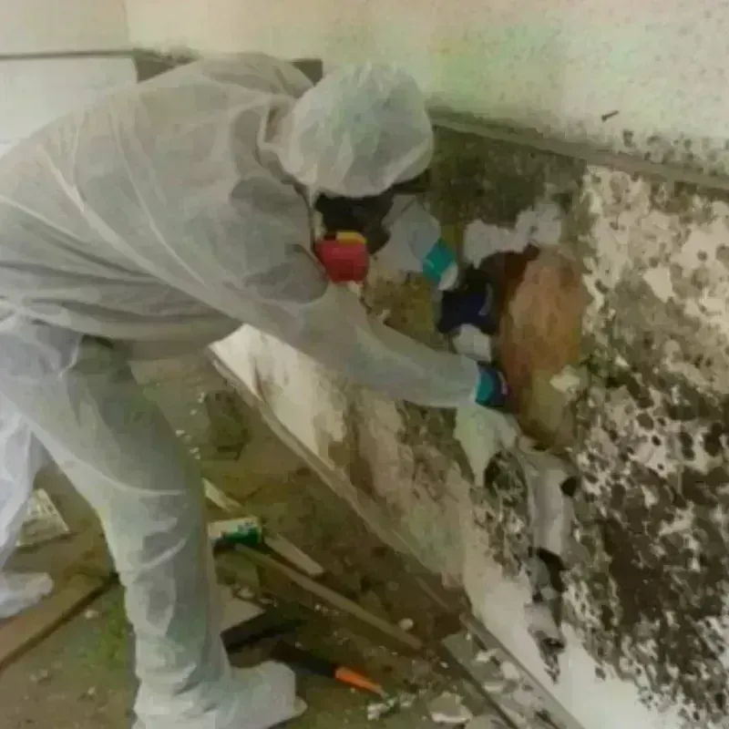 Mold Remediation and Removal in Borger, TX